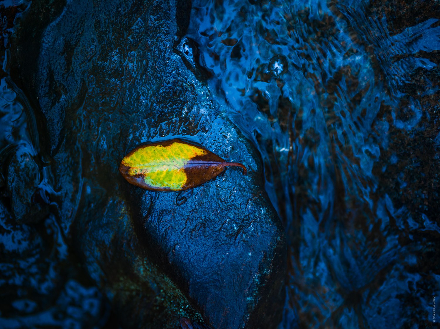 4 Expert Tips for Capturing Stunning Autumn Foliage Colors