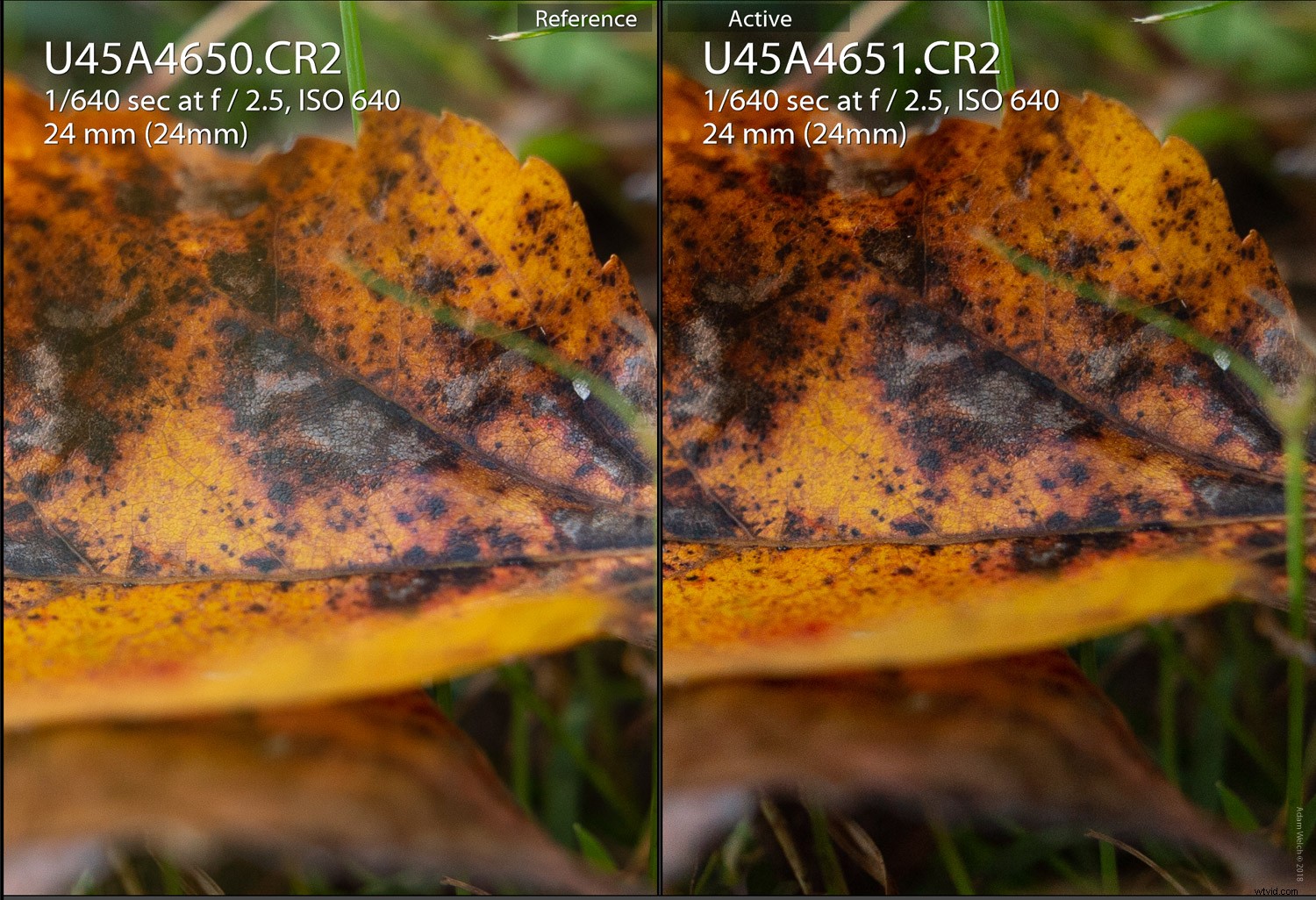 4 Expert Tips for Capturing Stunning Autumn Foliage Colors