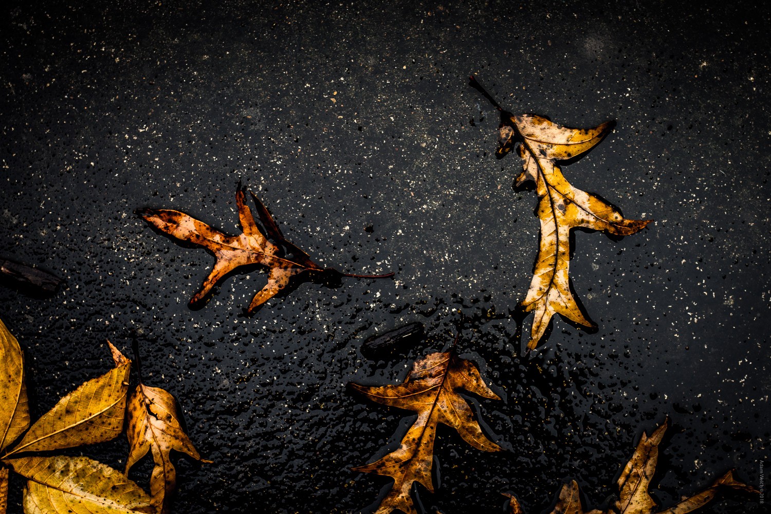 4 Expert Tips for Capturing Stunning Autumn Foliage Colors