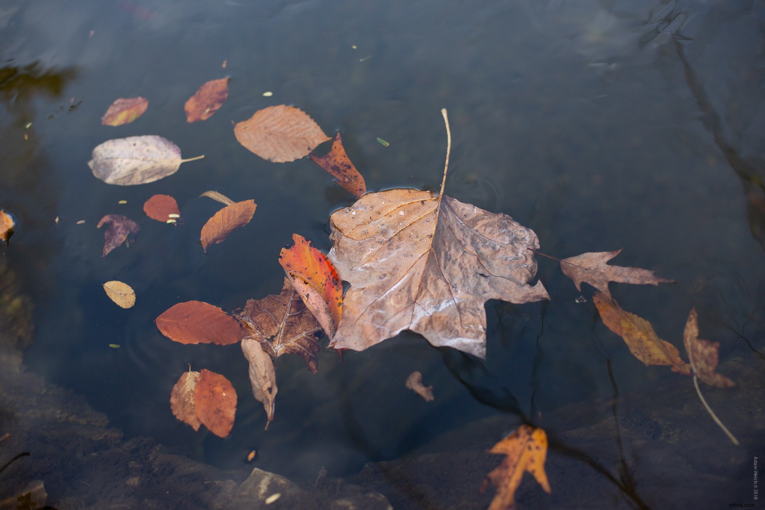 4 Expert Tips for Capturing Stunning Autumn Foliage Colors