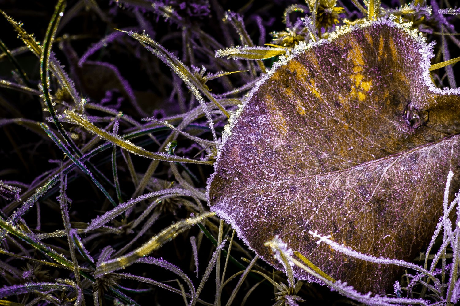 4 Expert Tips for Capturing Stunning Autumn Foliage Colors