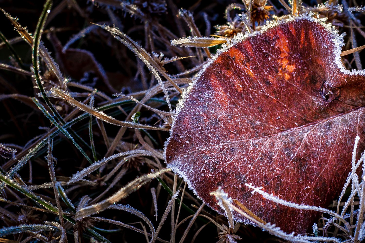 4 Expert Tips for Capturing Stunning Autumn Foliage Colors