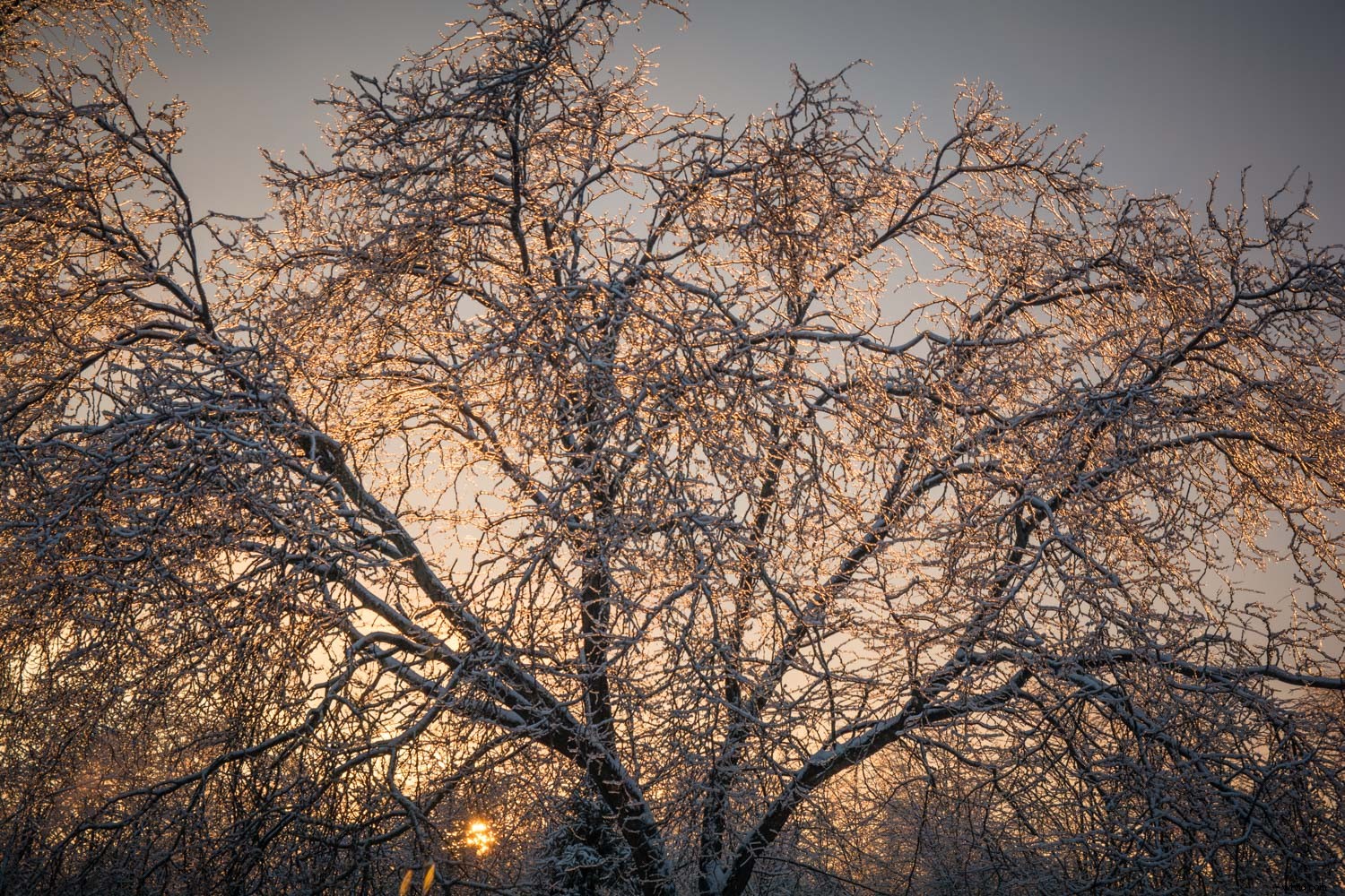 Master Dramatic Backlight Photography: Pro Tips for Portraits, Landscapes & Food