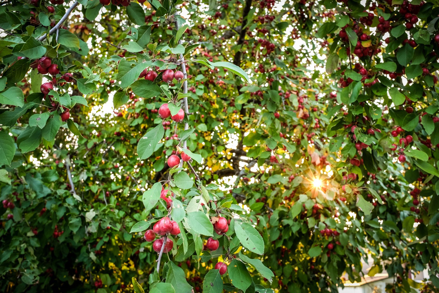 Master Dramatic Backlight Photography: Pro Tips for Portraits, Landscapes & Food