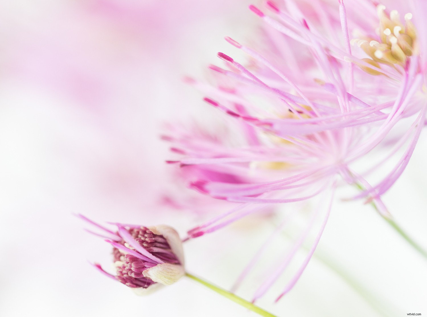 Transform Your Photos: Expert Creative Editing Techniques