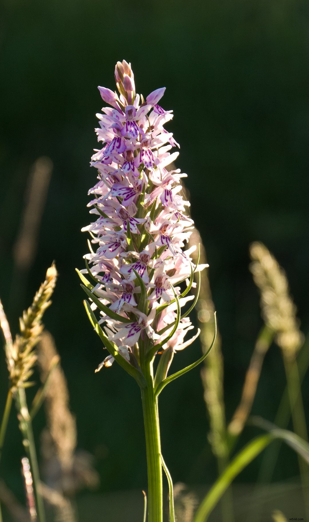 31-Day Photography Course: Stunning Before & After Student Transformations