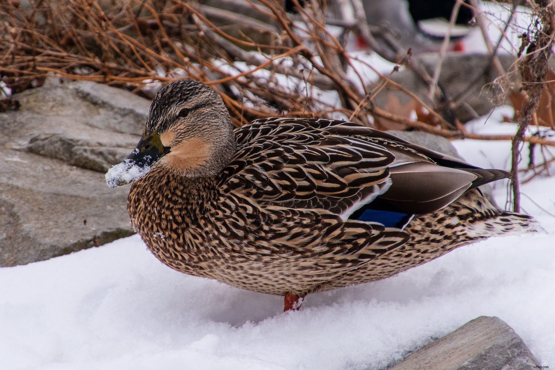 31-Day Photography Course: Stunning Before & After Student Transformations