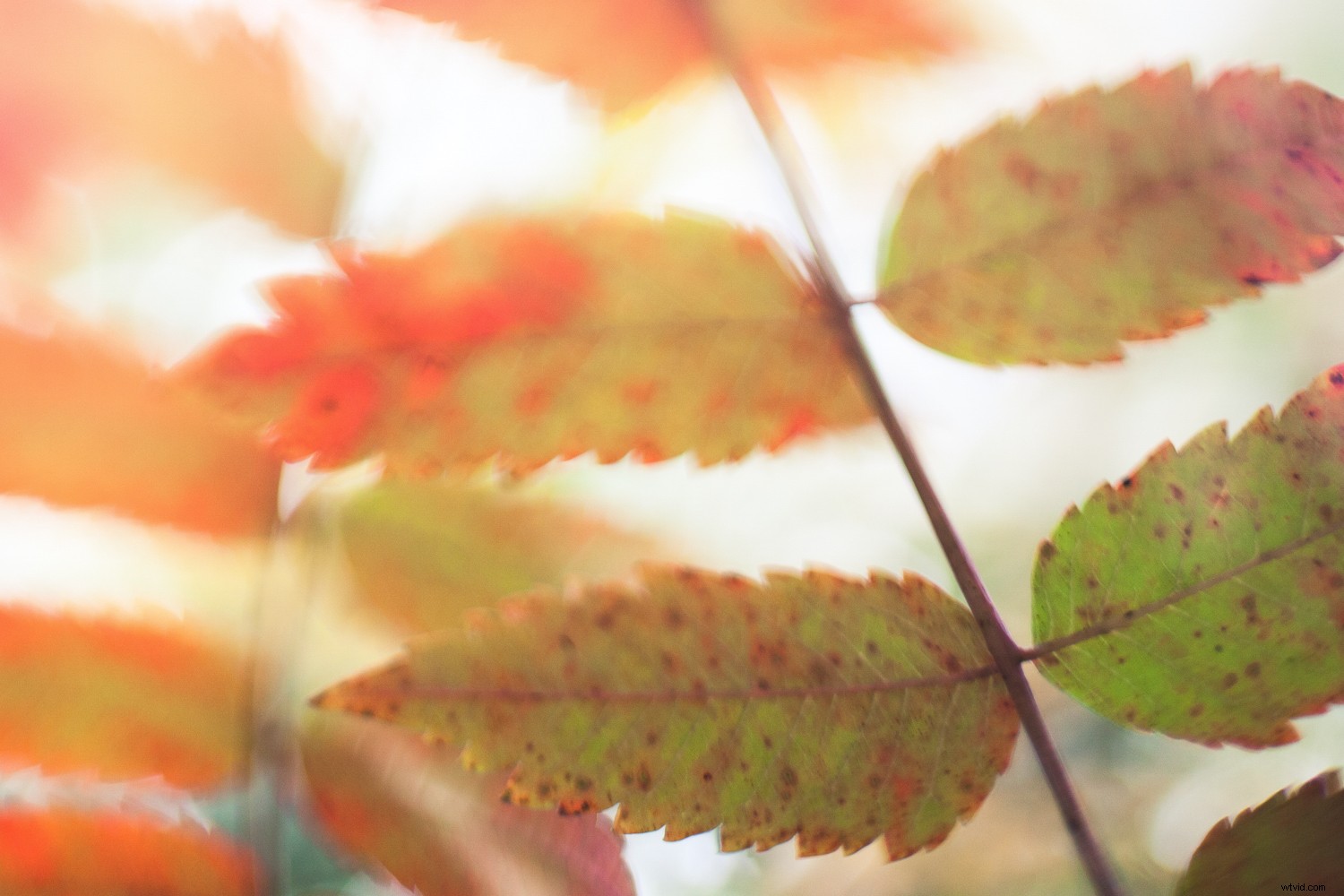 Transform Your Photography in One Year: 8 Powerful Micro Habits