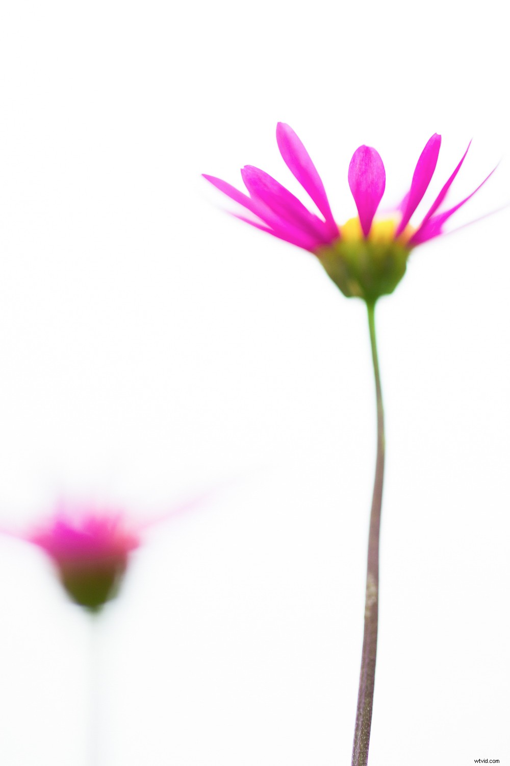 Transform Your Photography in One Year: 8 Powerful Micro Habits