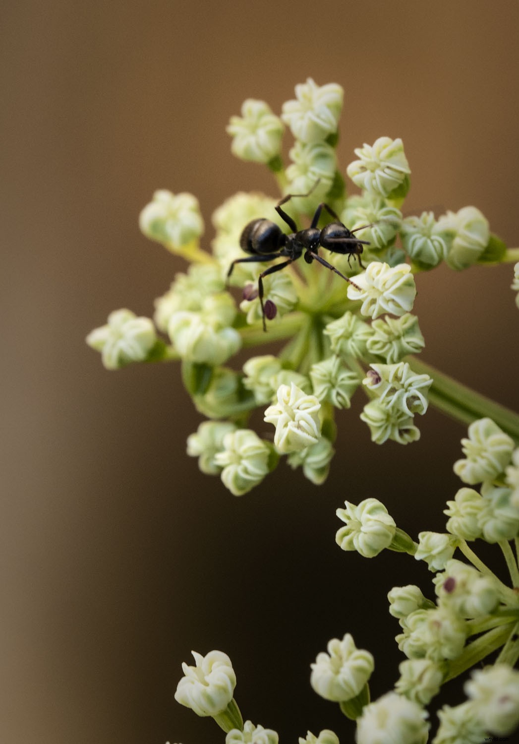 Olympus OM-D E-M1X: In-Depth Real-World Review and Performance Insights