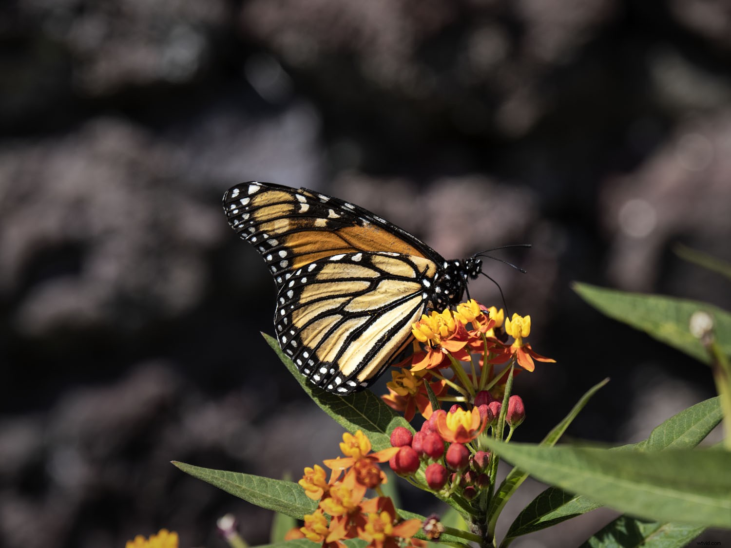 Olympus OM-D E-M1X: In-Depth Real-World Review and Performance Insights