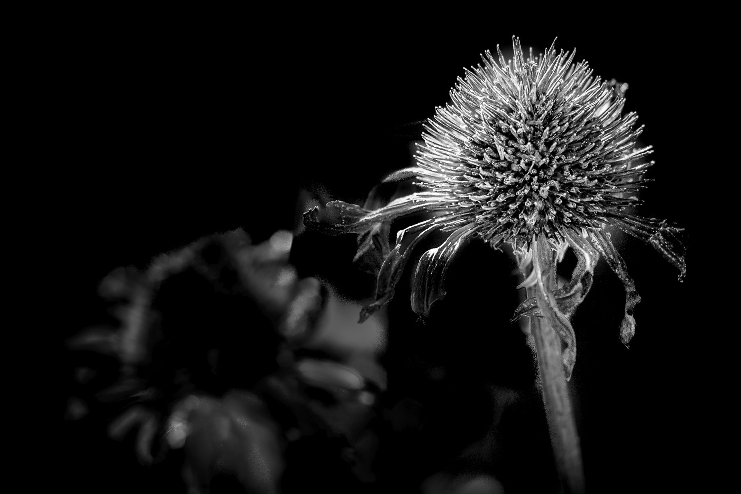 Elevate Your Photography Skills with This Simple Back-to-Basics Exercise