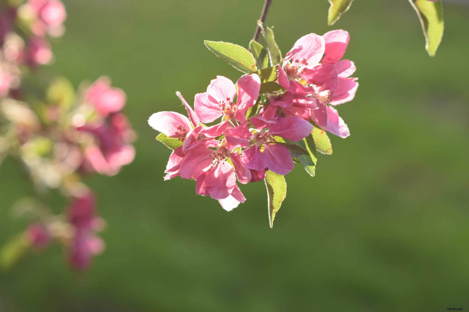 5 Stunning Photos to Capture Effortlessly in Auto Mode