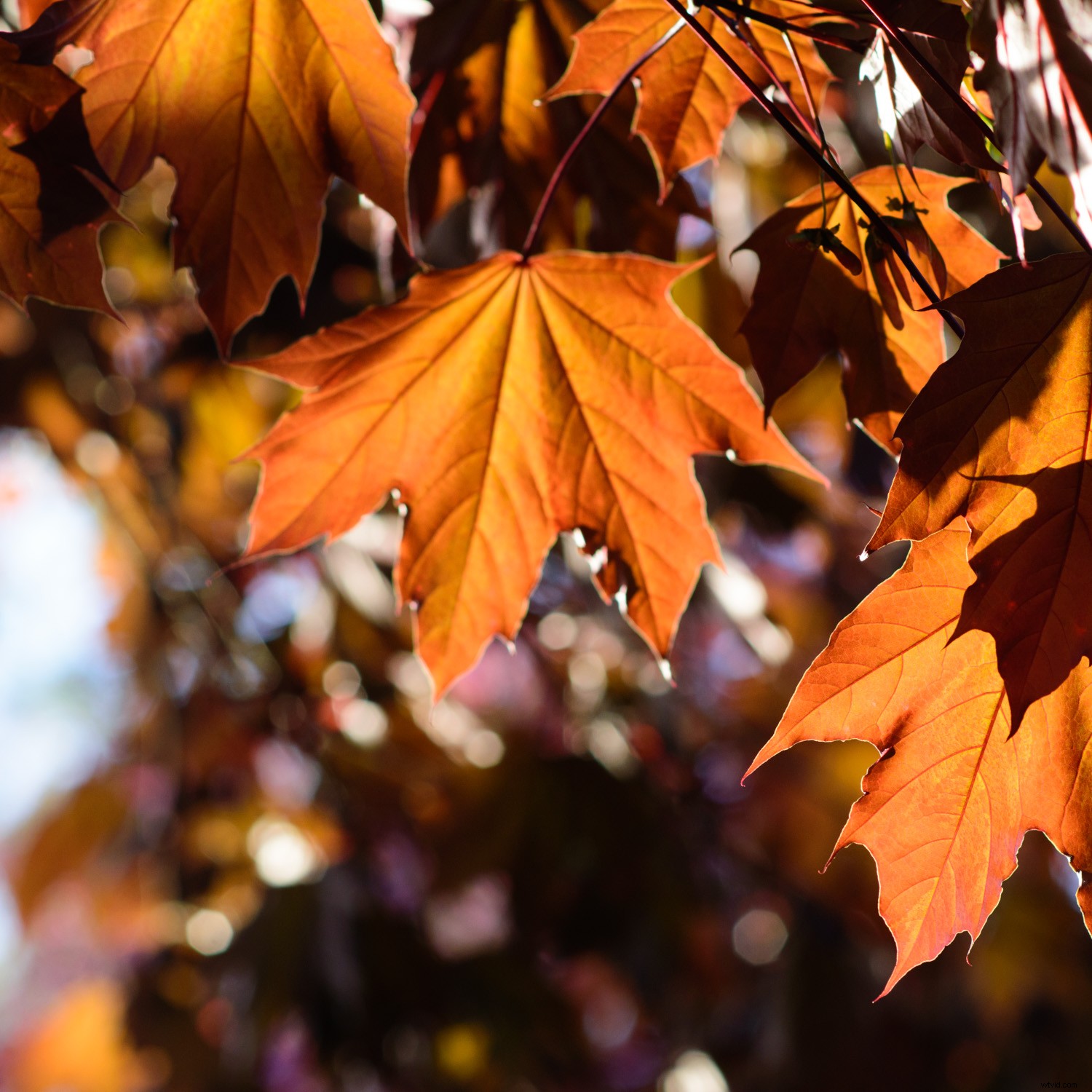 5 Stunning Photos to Capture Effortlessly in Auto Mode