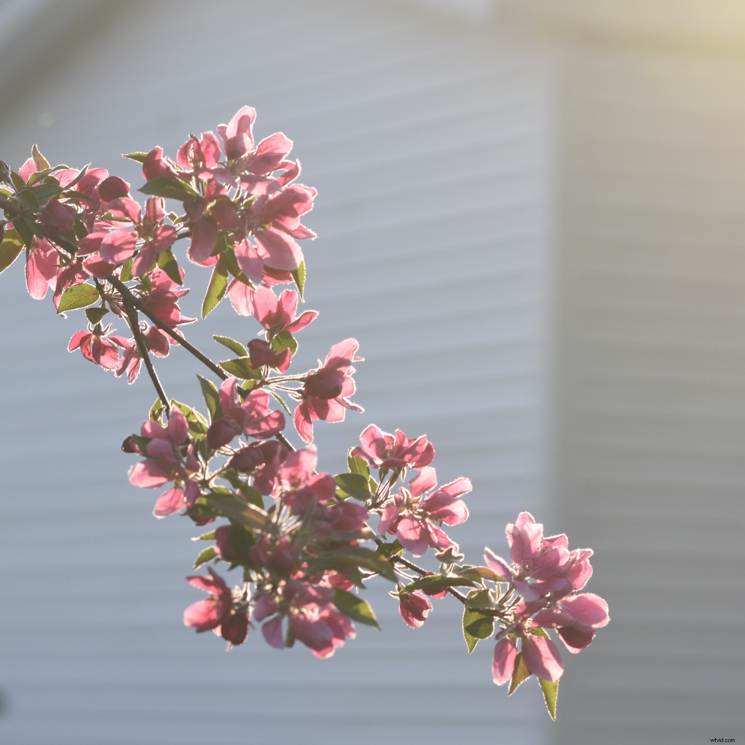 5 Stunning Photos to Capture Effortlessly in Auto Mode