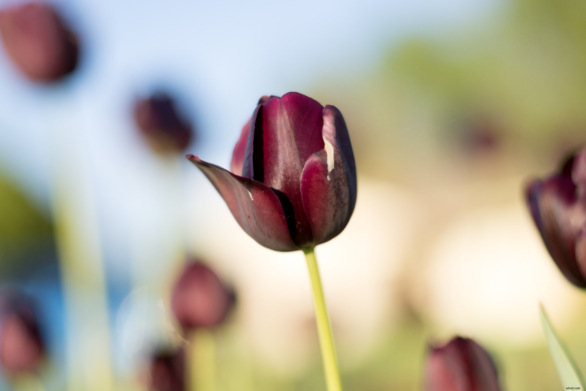 Expert Guide: Nurturing Your Child s Passion for Photography