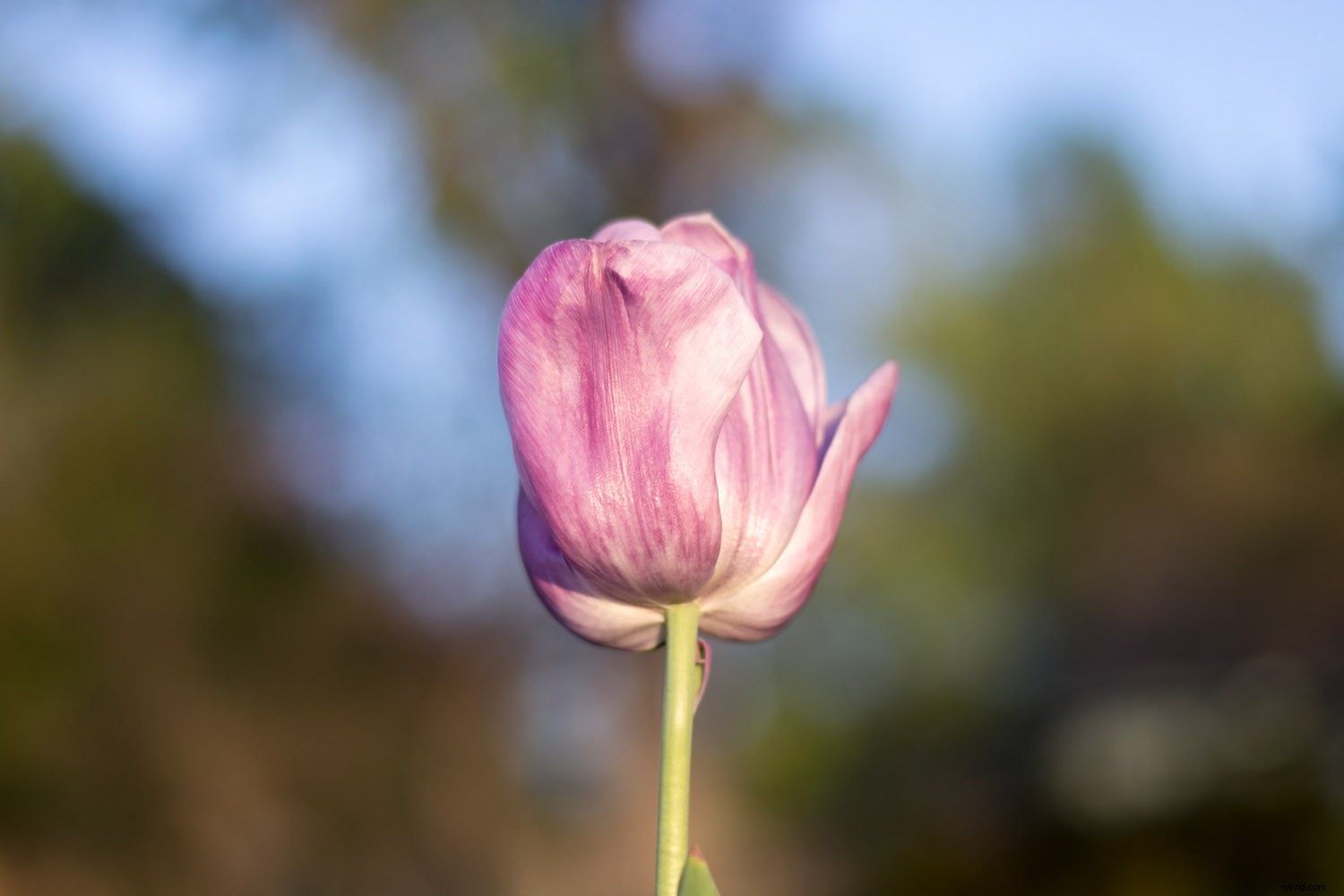 Expert Guide: Nurturing Your Child s Passion for Photography