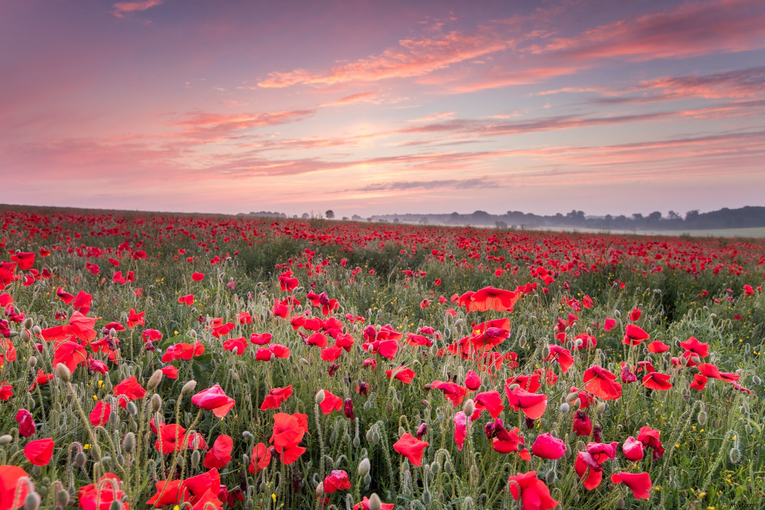 Master Color in Photography: Unlock the Wow Factor in Every Shot