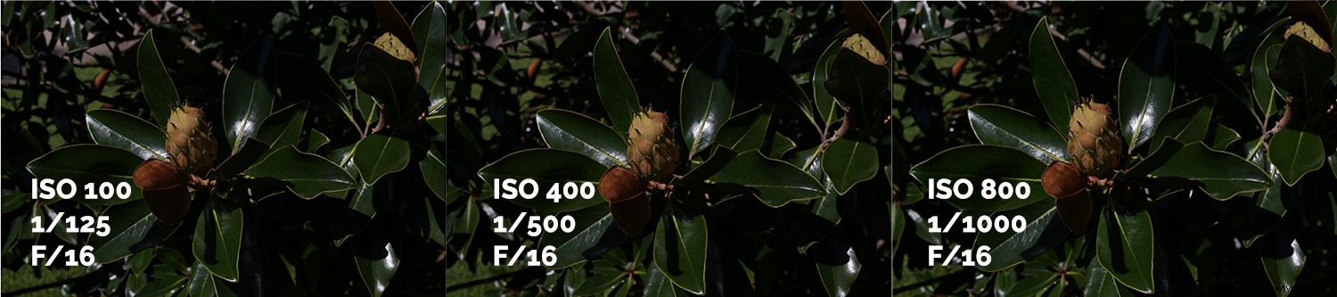 Master the Sunny 16 Rule: Essential Guide to Perfect Exposure in Photography