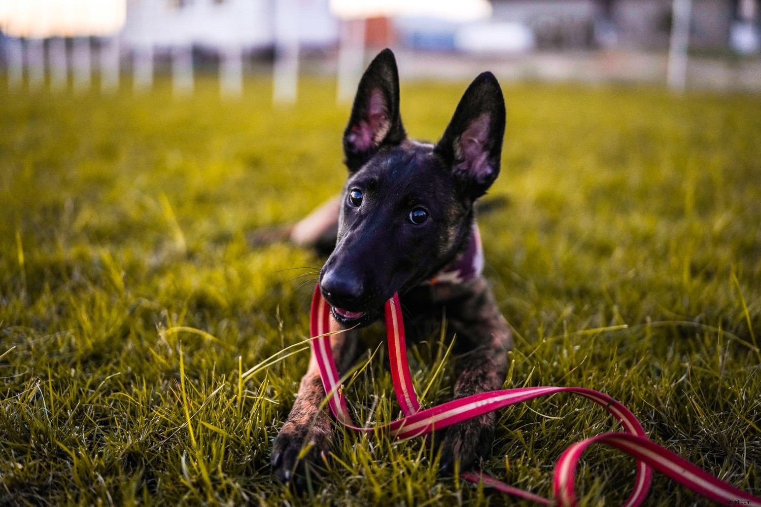 Expert Review: Sigma 35mm f/1.2 DG DN Art Lens for Sony E-Mount – Fastest Native Autofocus Prime