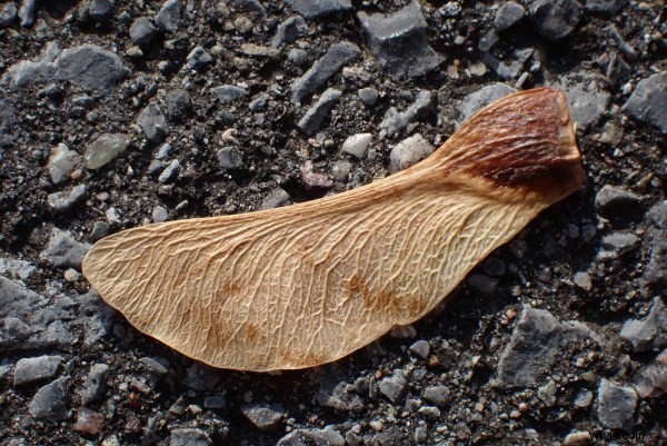 Olympus Tough TG-6 Review: The Ultimate Rugged Camera for Adventures