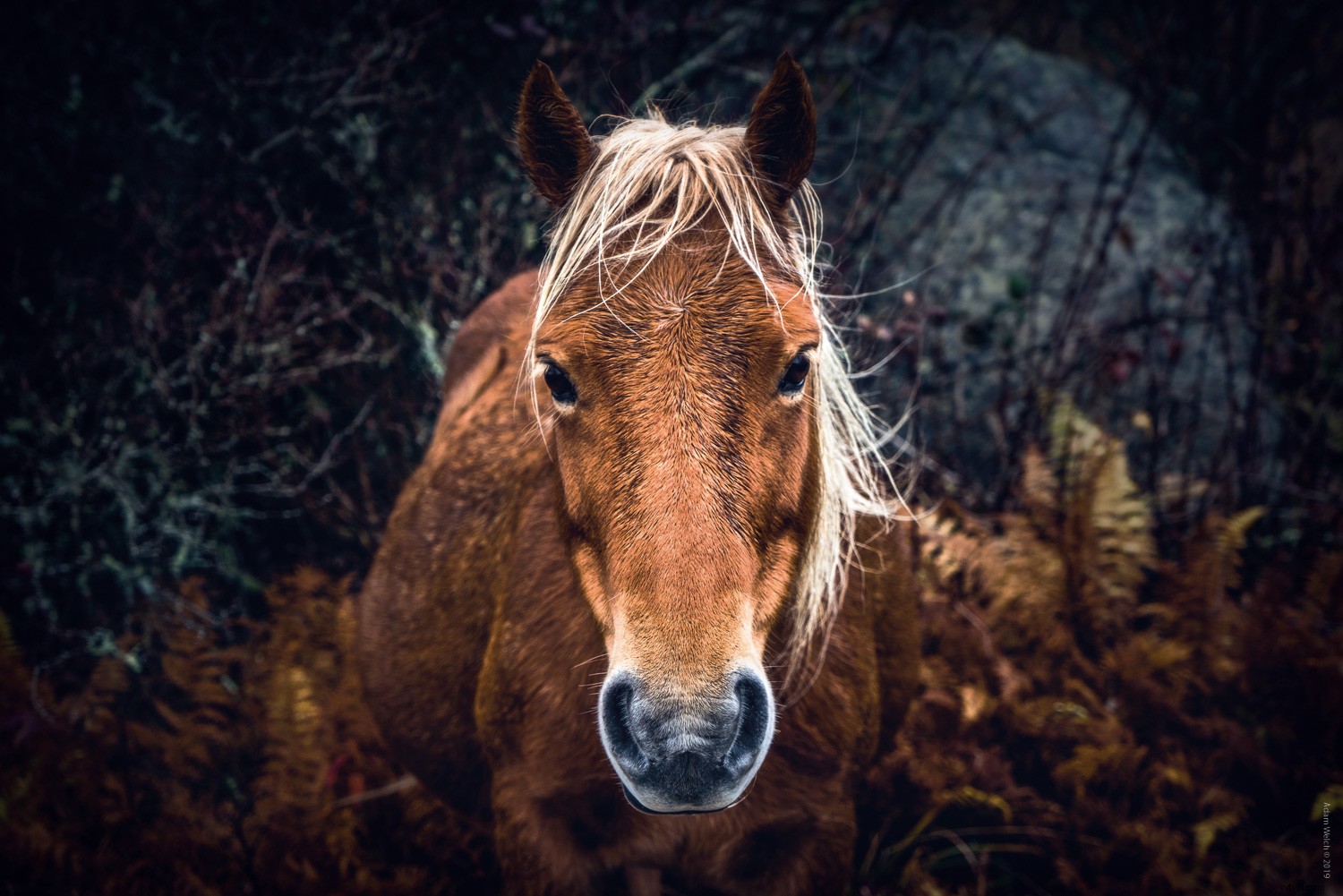 The Timeless Value of Photo Books in a Digital Age