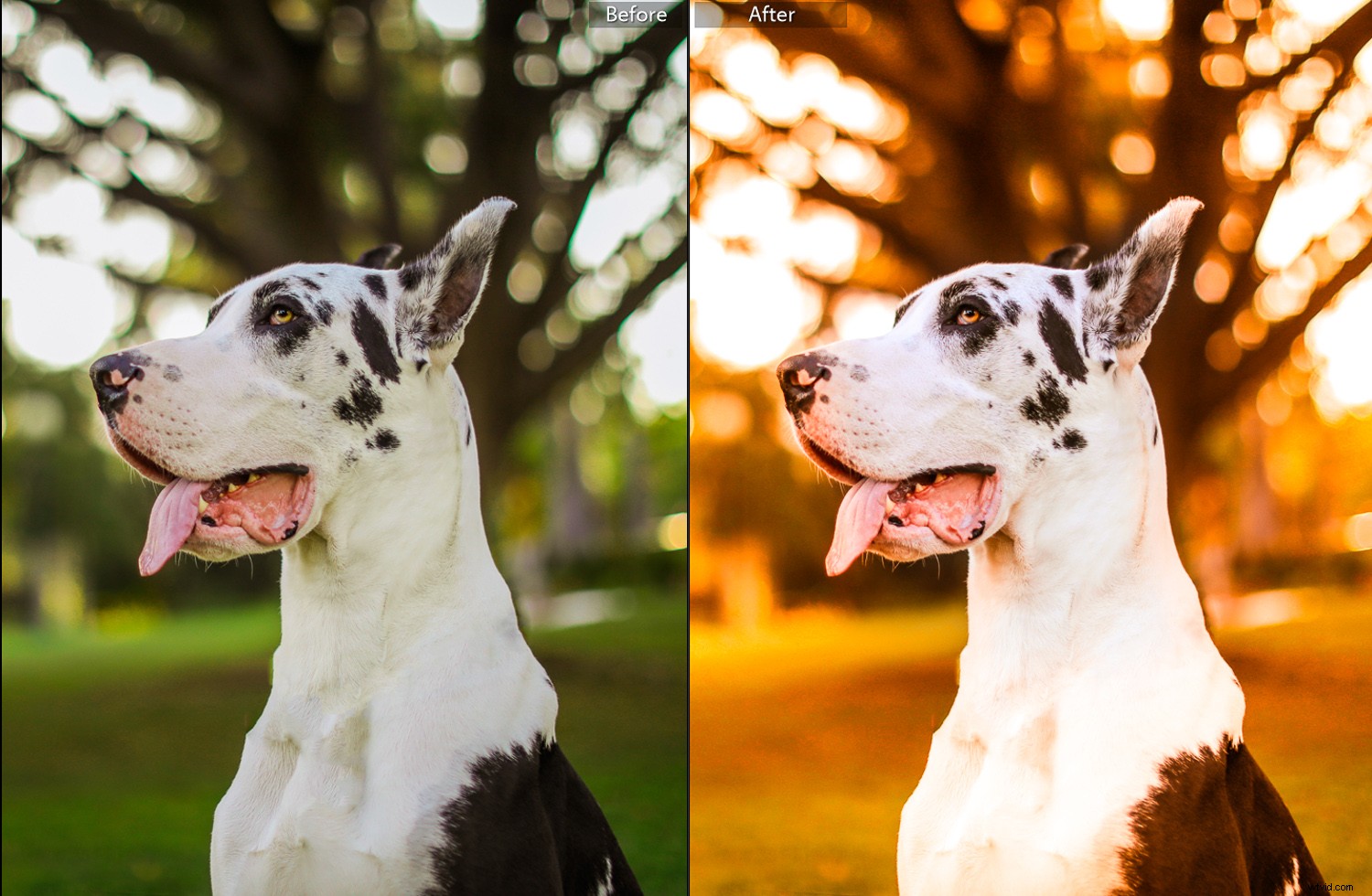 How to Infuse Fall Vibes into Your Photos: Expert Editing Tips