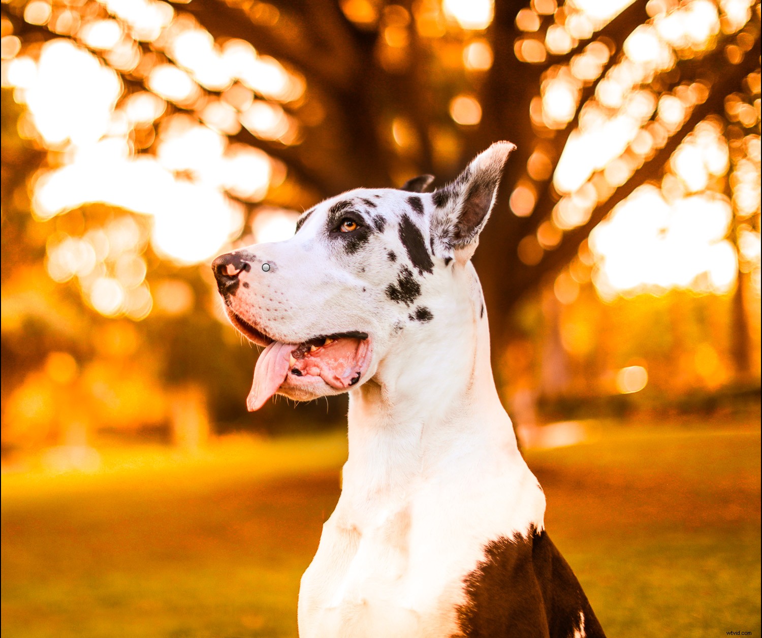 How to Infuse Fall Vibes into Your Photos: Expert Editing Tips