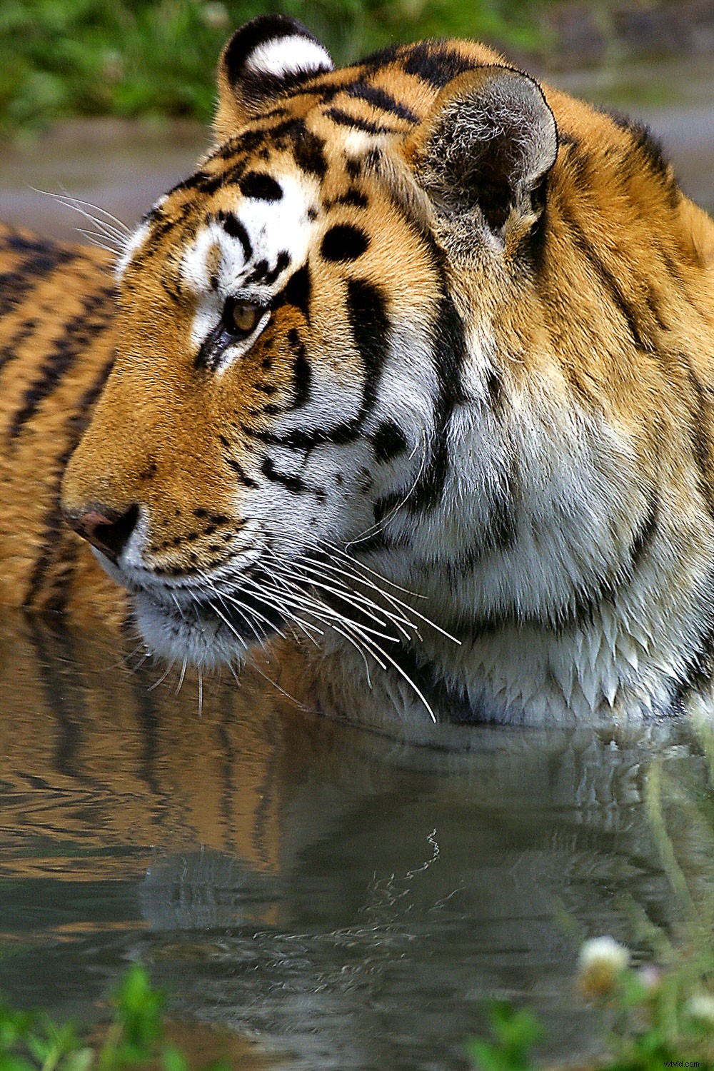 Creative Zoo Photography: Pro Tips for Stunning Animal Shots