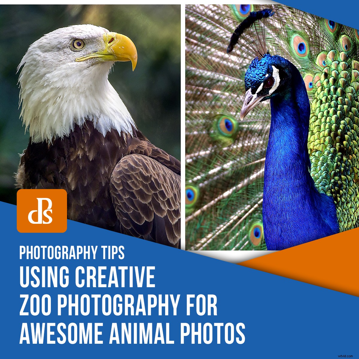 Creative Zoo Photography: Pro Tips for Stunning Animal Shots