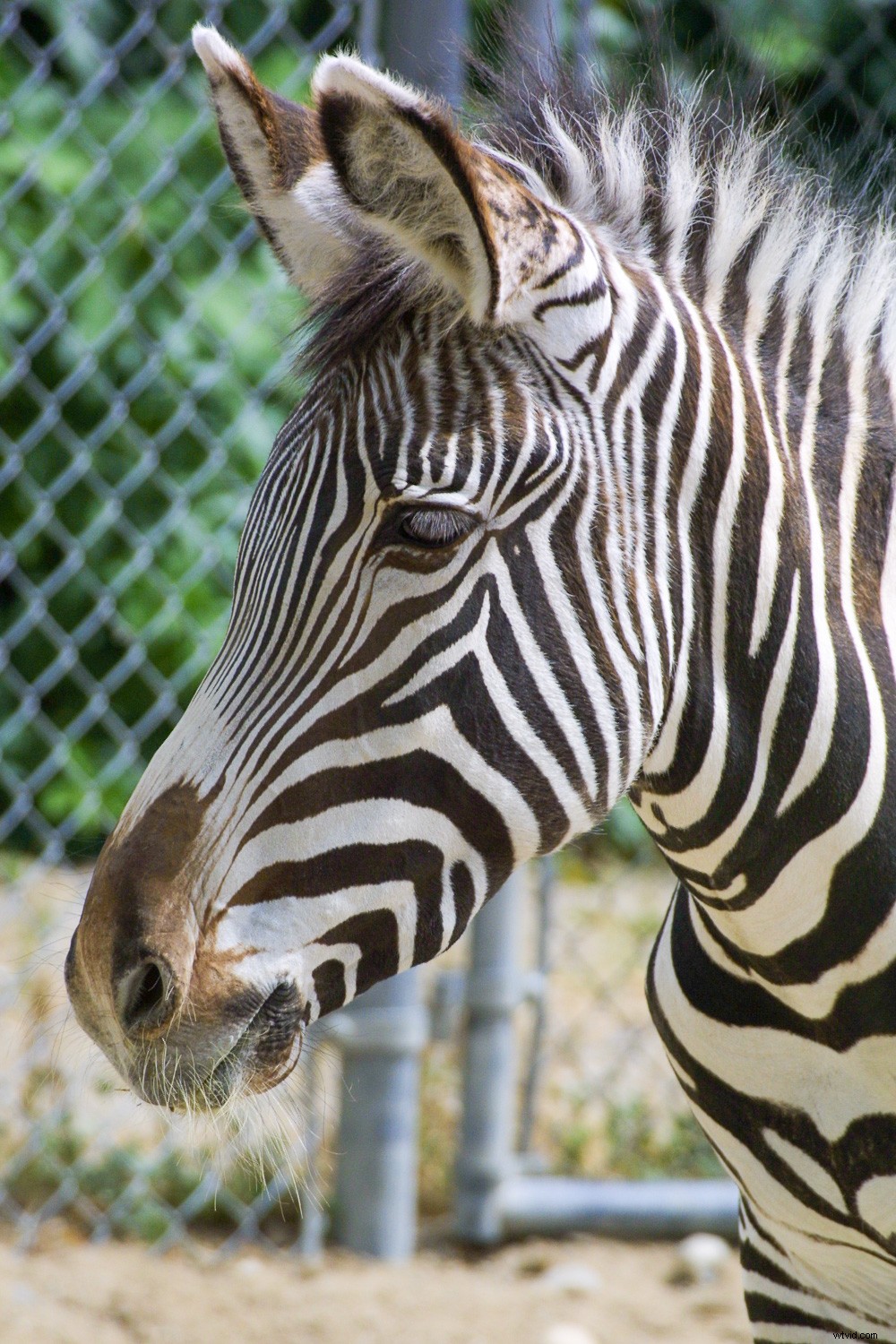 Creative Zoo Photography: Pro Tips for Stunning Animal Shots