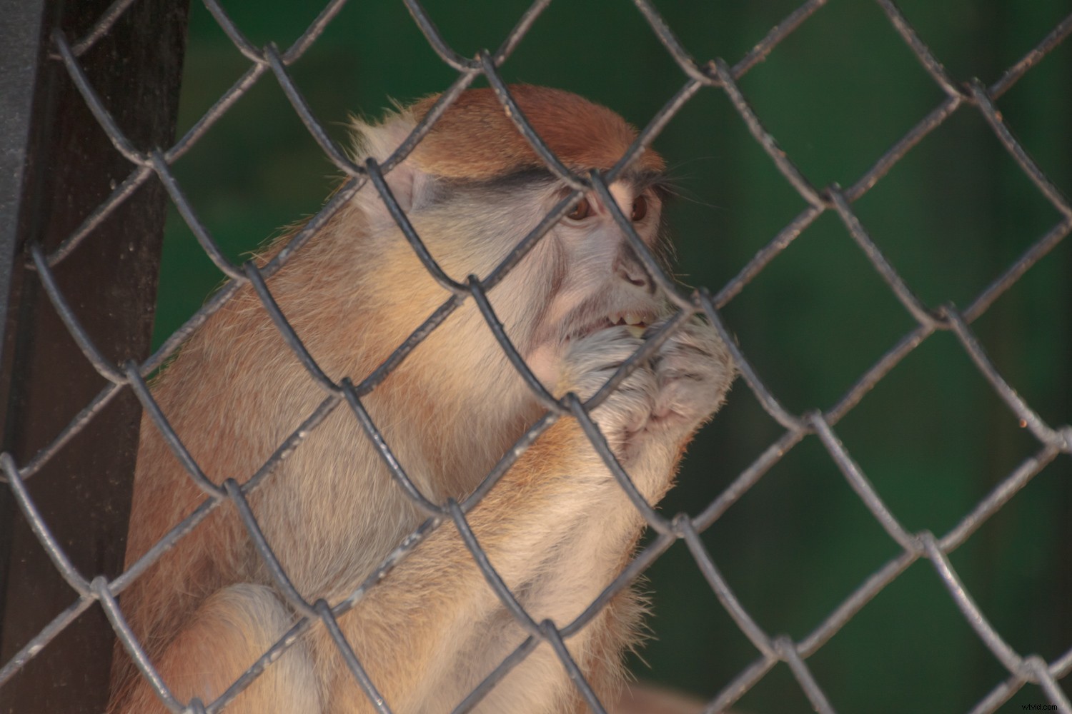 Creative Zoo Photography: Pro Tips for Stunning Animal Shots