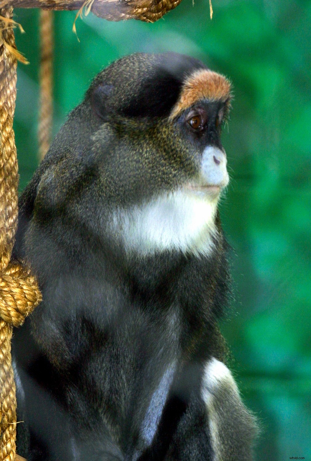 Creative Zoo Photography: Pro Tips for Stunning Animal Shots