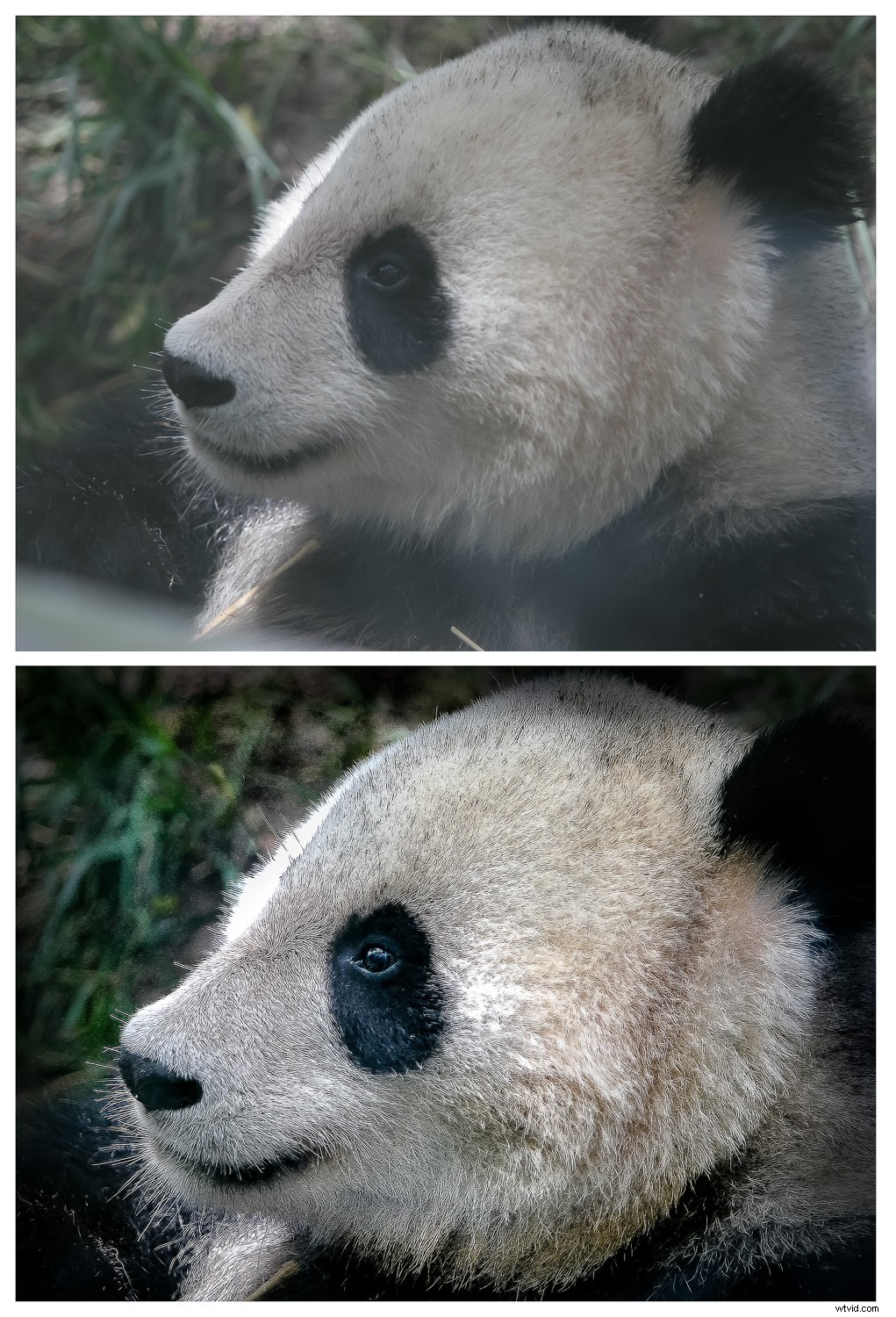 Creative Zoo Photography: Pro Tips for Stunning Animal Shots