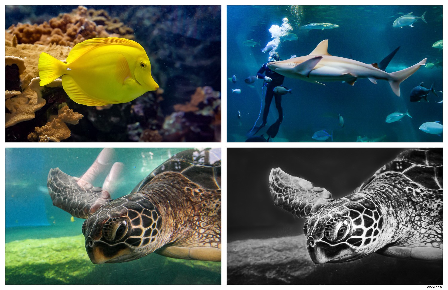 Creative Zoo Photography: Pro Tips for Stunning Animal Shots