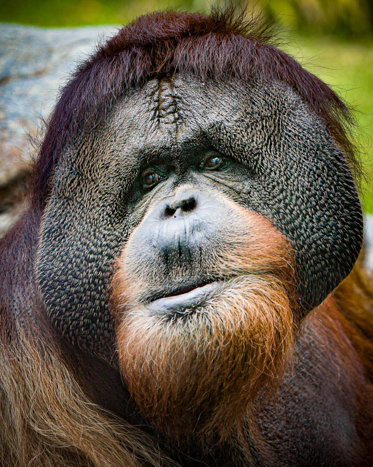 Creative Zoo Photography: Pro Tips for Stunning Animal Shots