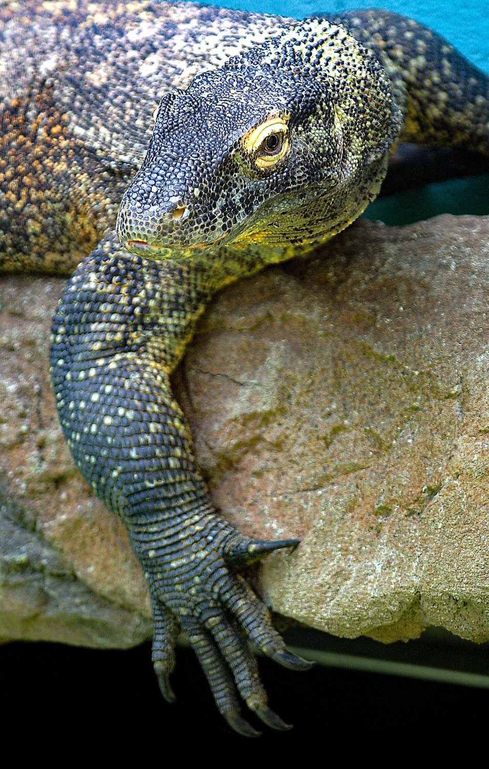 Creative Zoo Photography: Pro Tips for Stunning Animal Shots