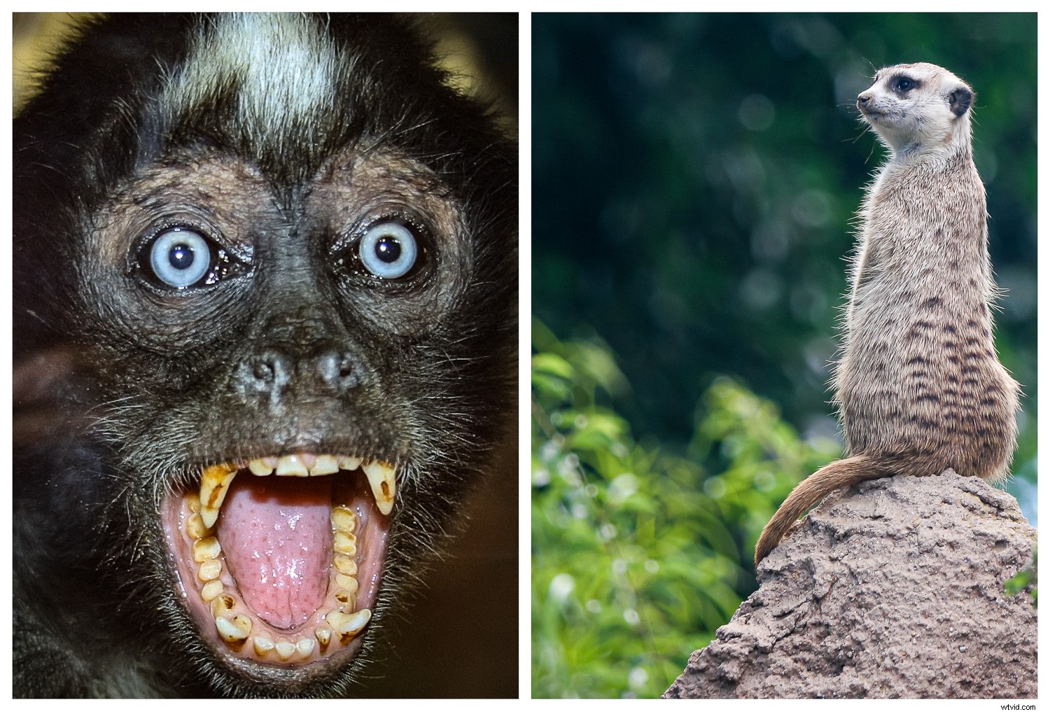 Creative Zoo Photography: Pro Tips for Stunning Animal Shots