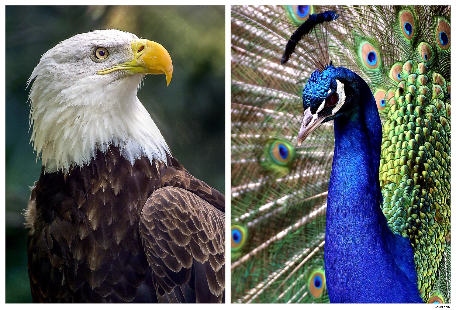 Creative Zoo Photography: Pro Tips for Stunning Animal Shots