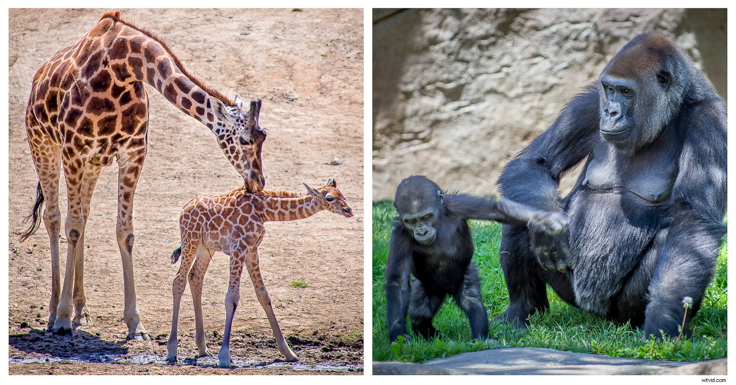 Creative Zoo Photography: Pro Tips for Stunning Animal Shots