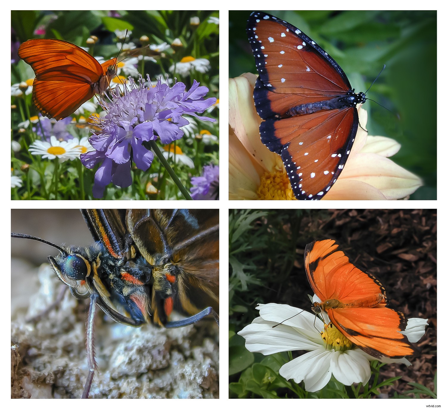 Creative Zoo Photography: Pro Tips for Stunning Animal Shots