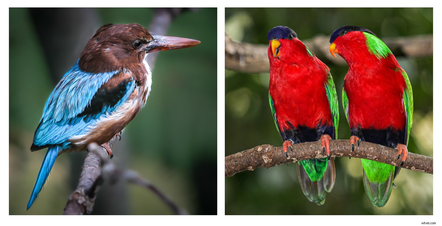 Creative Zoo Photography: Pro Tips for Stunning Animal Shots