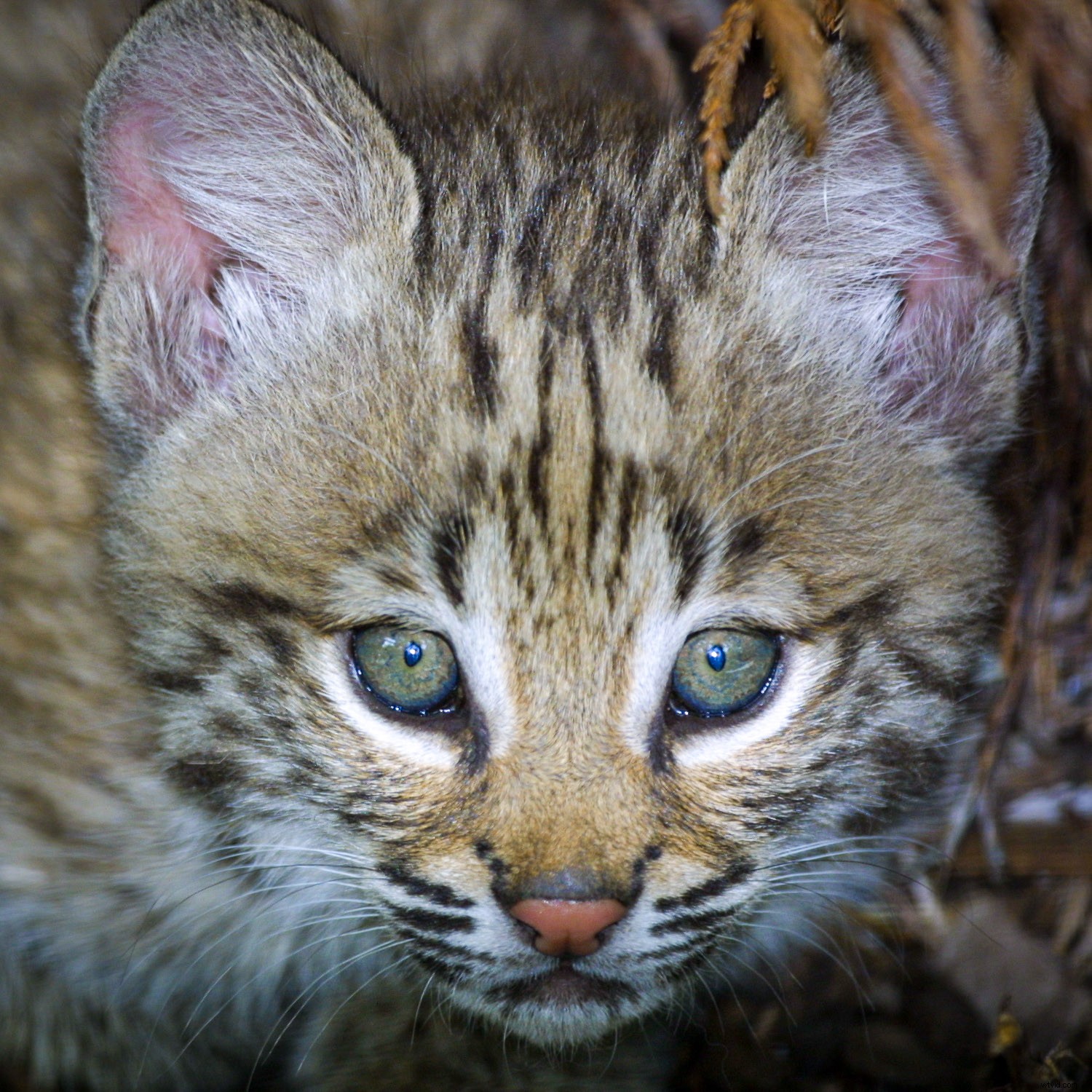 Creative Zoo Photography: Pro Tips for Stunning Animal Shots