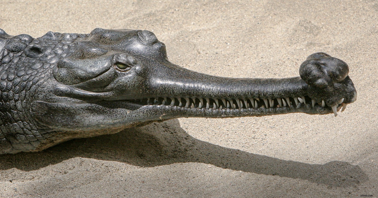 Creative Zoo Photography: Pro Tips for Stunning Animal Shots