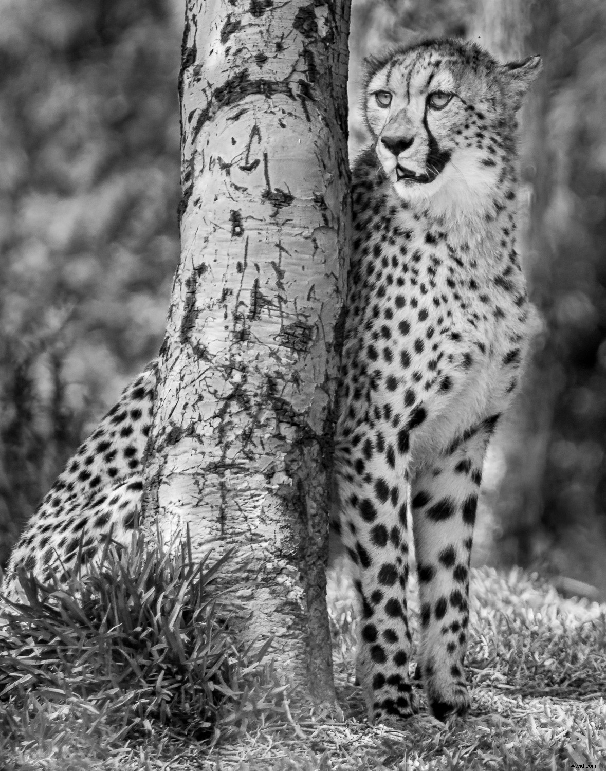 Creative Zoo Photography: Pro Tips for Stunning Animal Shots