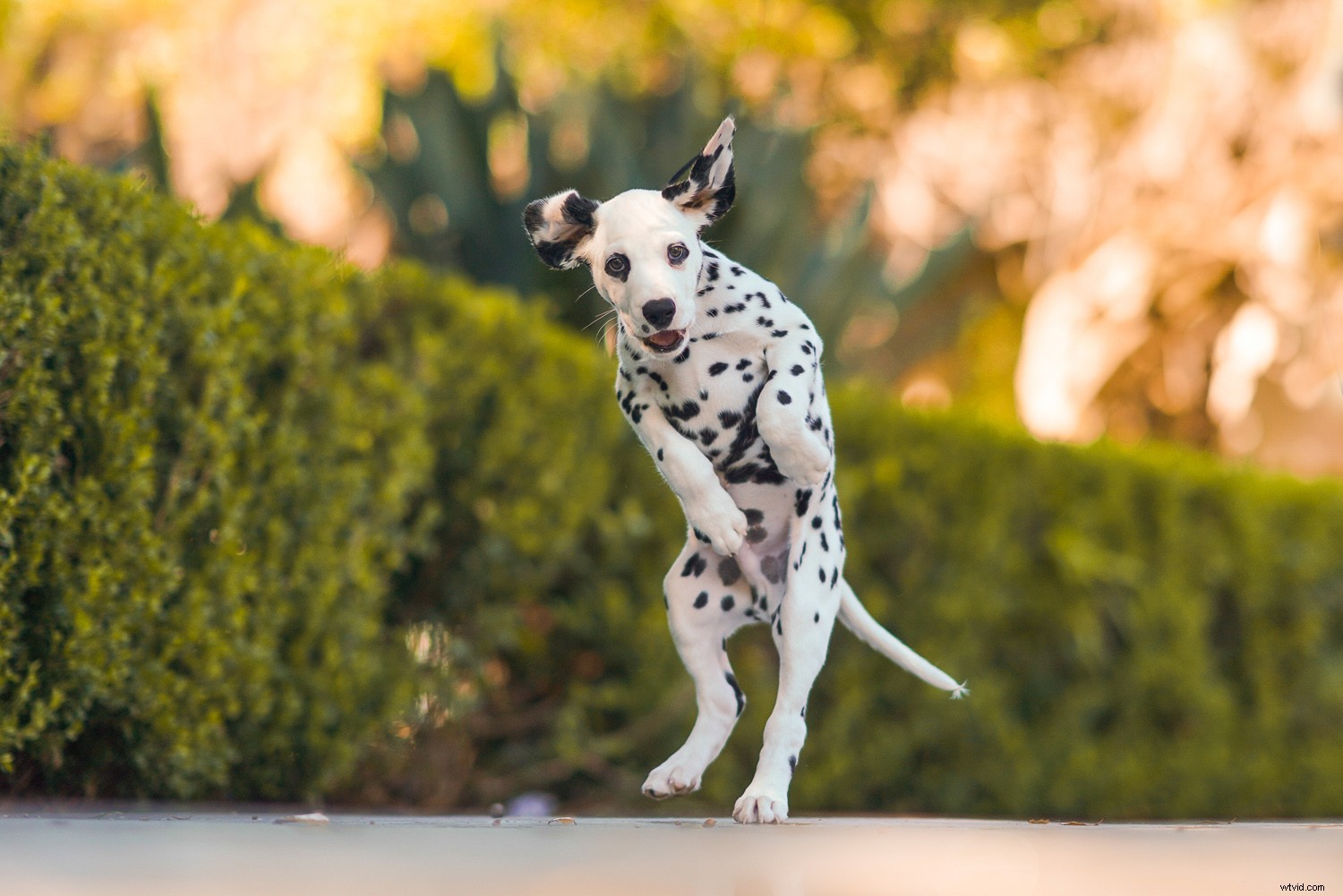 Sony A7R IV Mirrorless Camera Review: Unrivaled 61MP Power and Precision