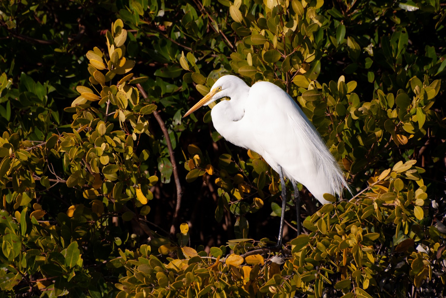 5 Proven Techniques to Elevate Your Photos into Artistic Masterpieces Quickly