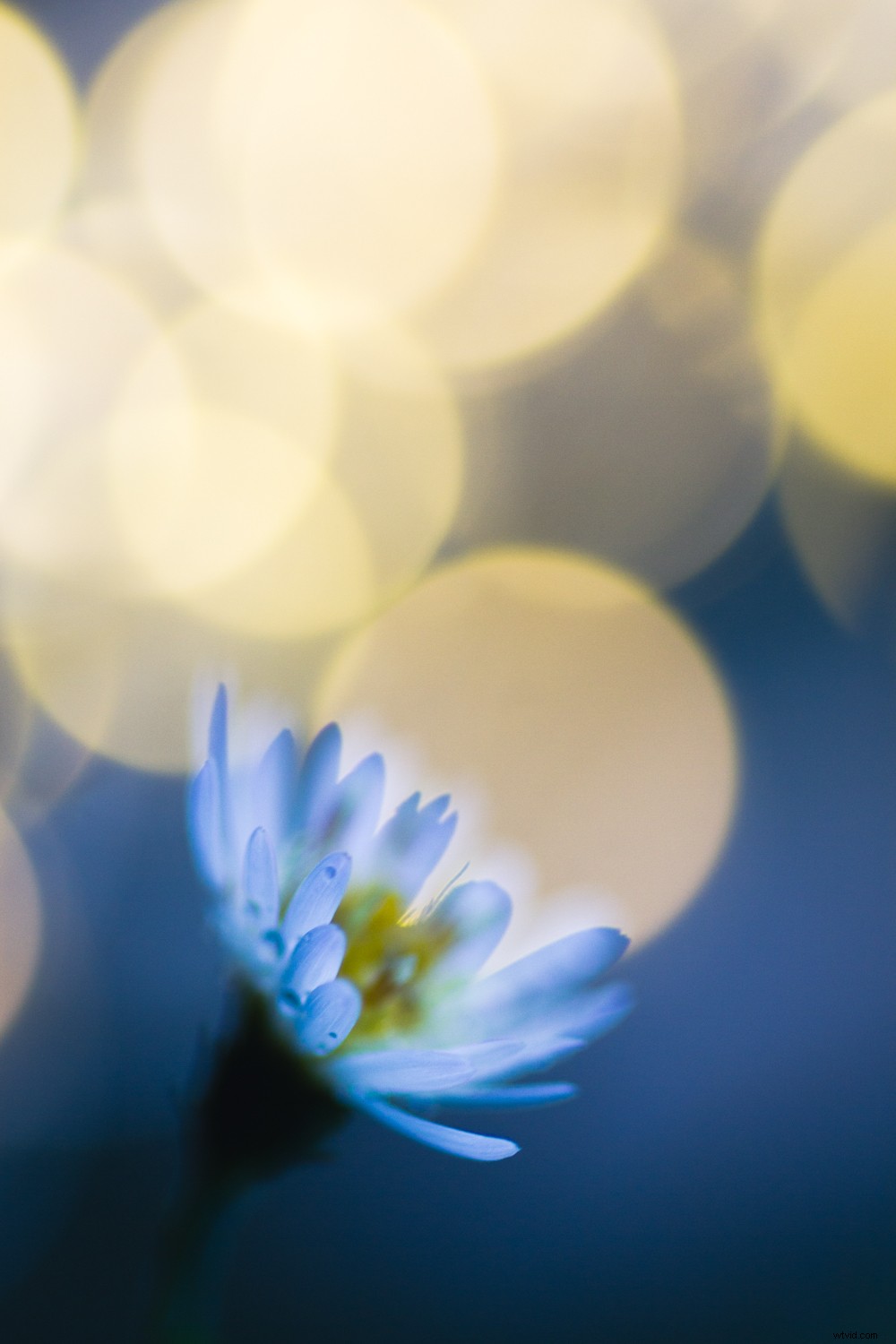 5 Proven Techniques to Elevate Your Photos into Artistic Masterpieces Quickly