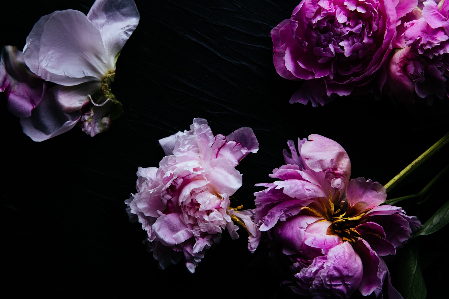 6 Essential Photoshop Tools for Stunning Still Life Photography