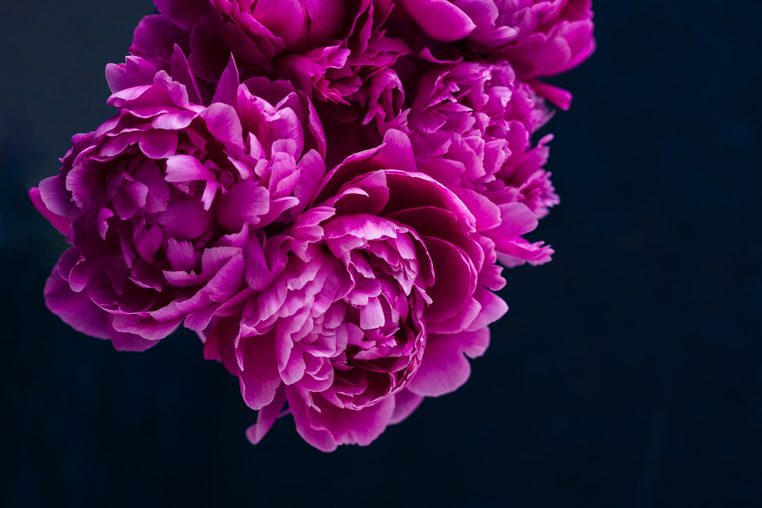 Expert Photoshop Cleaning Techniques for Stunning Still Life Photography